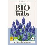 Bio Muscari 'Armeniacum' - bio flowerbulbs