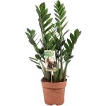 Palmier d'intérieur - Zamioculcas zamiifolia 20 cm