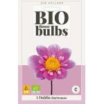 Dahlia Bio Hartenaas - bio flowerbulbs (1 pièces)