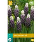 Muscari Grape Ice (7 pièces)