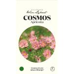 Cosmos Abricotta - graines Wim Lybaert