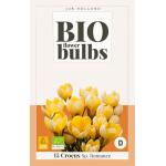 Crocus Sp. Romance - Bio flowerbulbs (15 pièces)