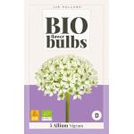 Allium Nigrum - Bio flowerbulbs (5 pièces)