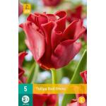 Tulipa Red Dress (5 pièces)