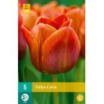 Tulipa Cairo (5 pièces)