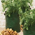 Grüner Pflanzsack für Kartoffeln