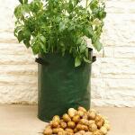 Pflanzsack für Kartoffeln grün (3 stück)