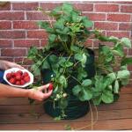 Sac de culture pour fraisiers/Herbes aromatiques