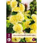 Alcea rosea 'Chater's Double Yellow' (2 stück)