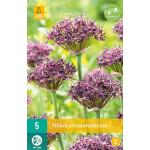 Allium atropurpureum - Zierlauch