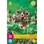 Allium siculum - 30 bulbes