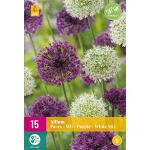 Allium Violett/weiß Mix - Zierlauch (15 stück)