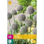 Allium Ping Pong - oignons ornementaux (40 pièces)