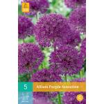 Allium Purple Sensation (5 pièces)