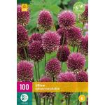 Allium sphaerocephalon (100 pièces)