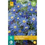 Anemone blanda Blue Shades (15 pièces)