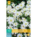 Anemone blanda White Splendour