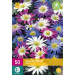 Anemone blanda mix (50 pièces)