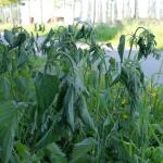 Herbicide contre les mauvaises herbes tenaces - 500 m²
