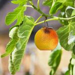 Apfelsine als solarbetriebenes Gartenlicht