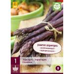 Asparagus Erasmus - asperge pourpre (1 pièces)