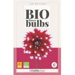 Dahlia bio 'Duet' - bio flowerbulbes