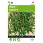 Sariette annuelle - Satureja hortensis - Satureja hortensis