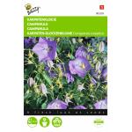 Karpaten-Glockenblume Blau - Campanula carpatica