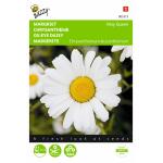 Margerite May Queen - Chrysanthemum leucanthemum