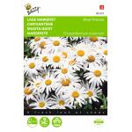 Margerite Silver Princess - Chrysanthemum maximum