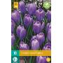 Crocus Grand Maitre (10 pièces)