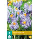 Crocus Pickwick (10 pièces)