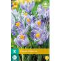 Crocus Pickwick (10 pièces)