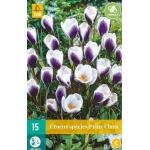 Crocus Prins Claus (15 pièces)