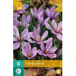 Crocus sativus - 10 bulbes