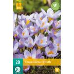 Crocus sieberi Firefly - kleinblütige Krokus