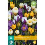 Crocus species mix (20 pièces)