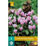 Cyclamen hederifolium