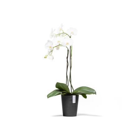 Pipette pour orchidée avec capuchon 16 cc - Webshop - Matelma
