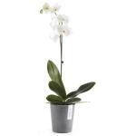 ECOPOTS Morinda pot d'orchidée - gris Ø 14 cm