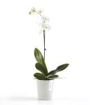 ECOPOTS Morinda Orchideentopf - Weiß-grau Ø 14 cm