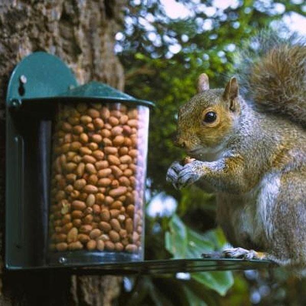 Boîte pour mangeoires pour écureuils, porte-graines en bois pour écureuils  Mangeoires pour écureuils faites à la main Mangeoire pour écureuils pour l' extérieur -  France