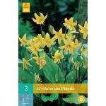 Erythronium pagoda