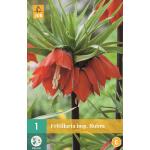 Fritillaria imperialis Rubra