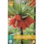 Fritillaria imperialis Rubra