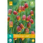 Fritillaria uva-vulpis - Petites fleurs (15 pièces)