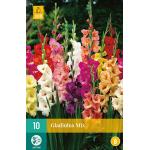 Gladiolus mix (10 stück)
