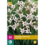 Gladiolus callianthus (50 stück)