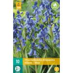 Hyacinthoides hispanica - Waldhyazinthe blau