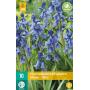 Hyacinthoides hispanica blauw (10 pièces)